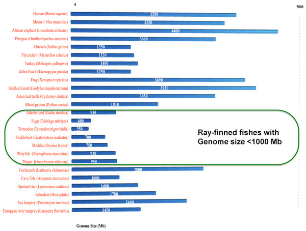 Spliceosomal introns are inserted only in selected ray-finned fishes with genome size lower than 1,000 Mb.