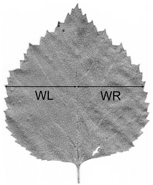 Measurements of a birch leaf for calculation of fluctuating asymmetry.