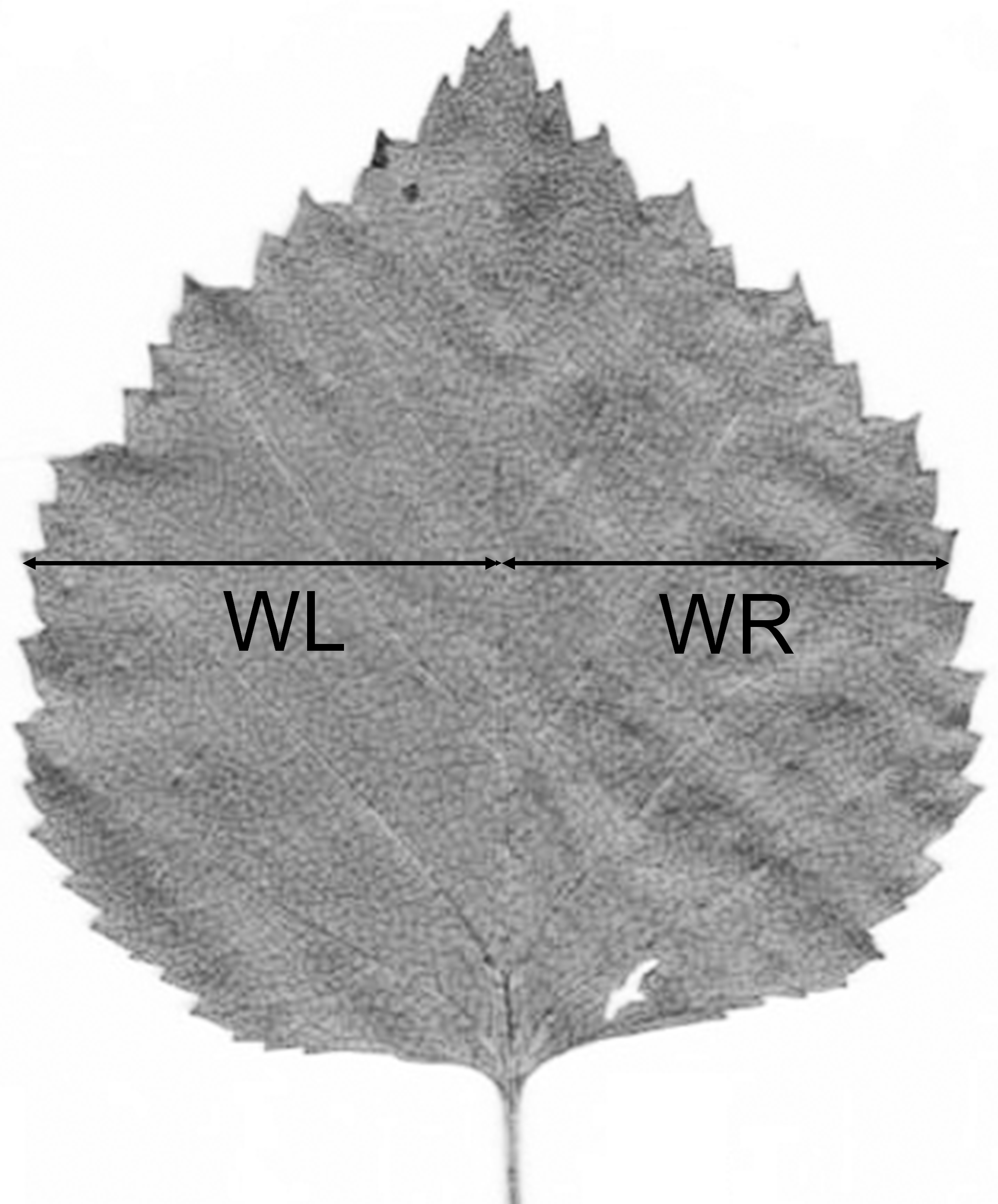 How reproducible are the measurements of leaf fluctuating 