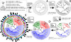 Compact graphical representation of phylogenetic data and metadata with ...