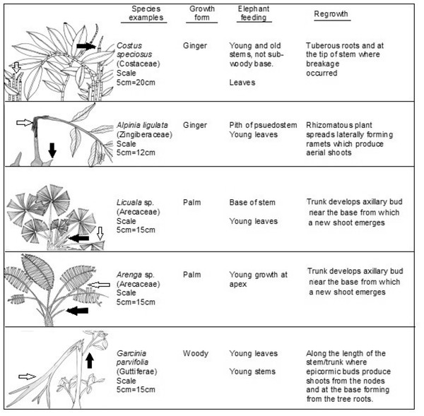 Typological examples of plant growth forms.