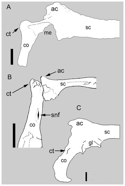 Comparison between the scapulocoracoid of Balaur and other paravians.