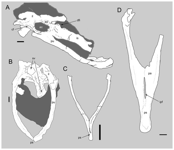 Comparison between the pelvis of Balaur and other paravians.