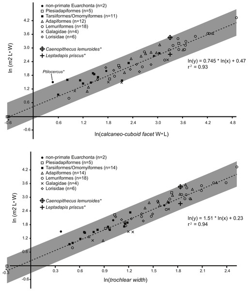 Regression of tooth size on tarsal facet size.