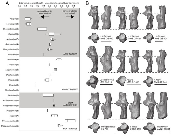 Peroneal tubercle position in living and extinct primates, and comparisons of the Caenopithecus calcaneus NMB Eh 719 with those of other adapiforms.