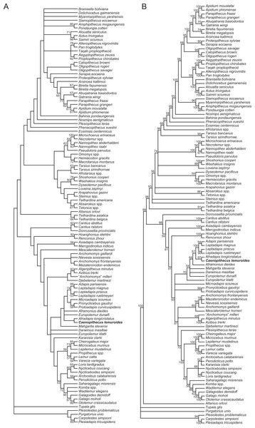 Phylogenetic analysis with all characters unordered.
