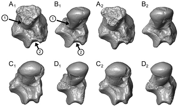 Sustentacular facet morphology and flexor fibularis groove depth in Caenopithecus and other adapiforms.