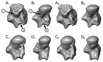 accompanying article image