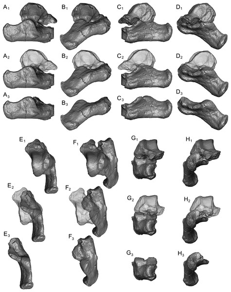 Articulation of the unassociated Caenopithecus astragalus NMB En.270 and and calcaneus NMB Eh 719 in inversion and eversion.
