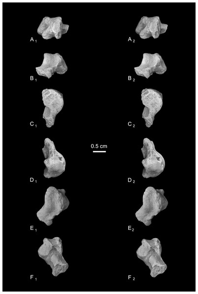 Stereopair images of NMB En.270, left astragalus from Egerkingen (probably fissure γ) attributed here to Caenopithecus lemuroides.