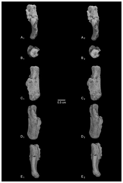 Stereopair images of NMB En.268, right calcaneus from Egerkingen (probably fissure γ) attributed here to Caenopithecus lemuroides.