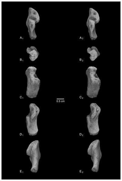 Stereopair images of NMB En.269, left calcaneus from Egerkingen (probably fissure γ) attributed here to Caenopithecus lemuroides.
