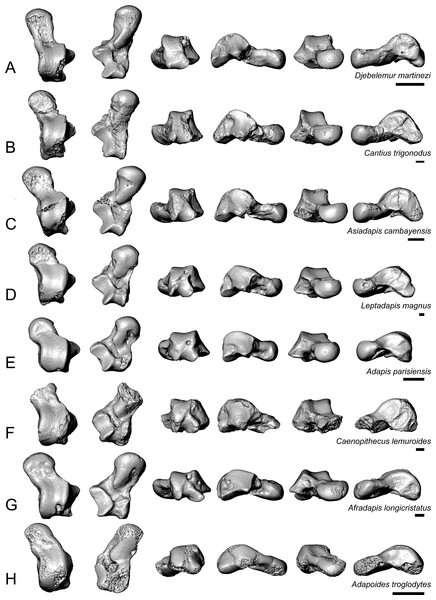 Astragali of other fossil strepsirrhines compared to NMB En.270, attributed here to Caenopithecus lemuroides.