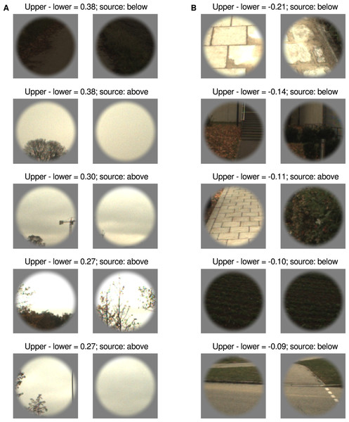 Image patch pairs evoking the largest differences between upper and lower visual field presentation.