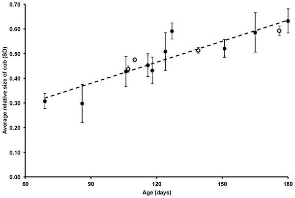 The size of Andean bear cubs in proportion to the size of their mothers while the cubs were 2–6 months old.