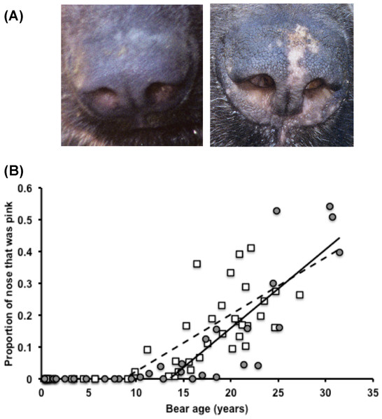 The proportion pink of an Andean bear’s nose across age in (A) a male Andean bear (‘Tommy’, studbook #264), aged 2 years and 17 years, and (B) in 76 photos of 58 captive-born Andean bears (32M, 26F).