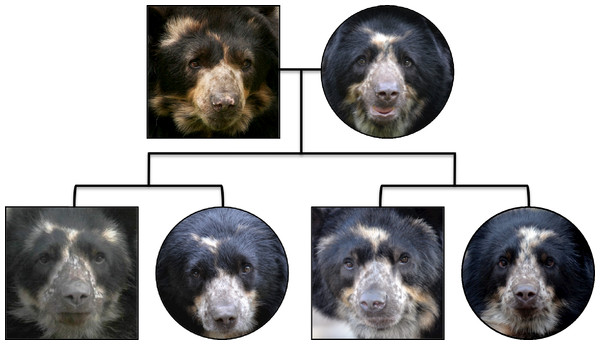 A photographic pedigree of captive-born Andean bears.