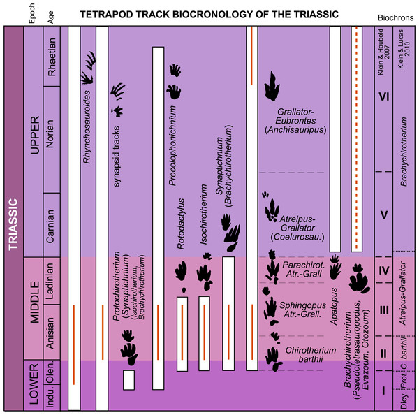 Stratigraphic distribution of tetrapod track ichnotaxa and form groups in the Triassic with the global biochrons compared with the Iberian record. The global biochrons are based on Klein & Haubold (2007) and Klein & Lucas (2010a).