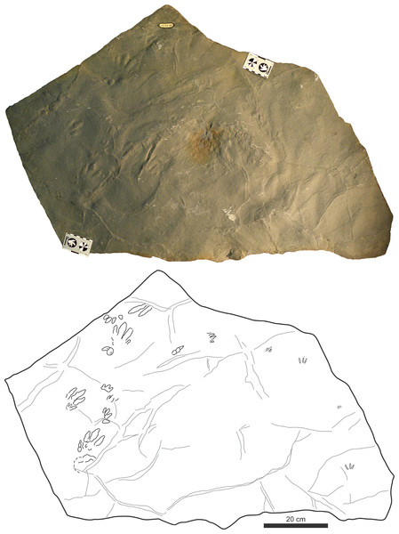 Picture and sketch map of slab CS.DA.38.