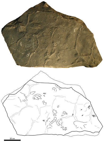Picture and sketch map of slab CS.DA.39.