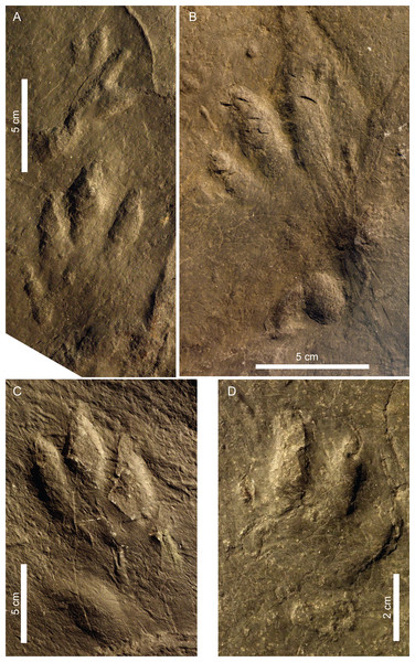 Pictures of the studied tracks assigned to Chirotherium barthii.