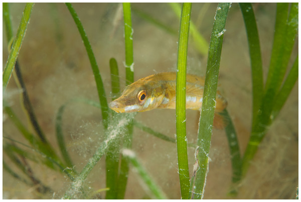 Seagrass (Zostera marina) at Porthdinllaen, North Wales.