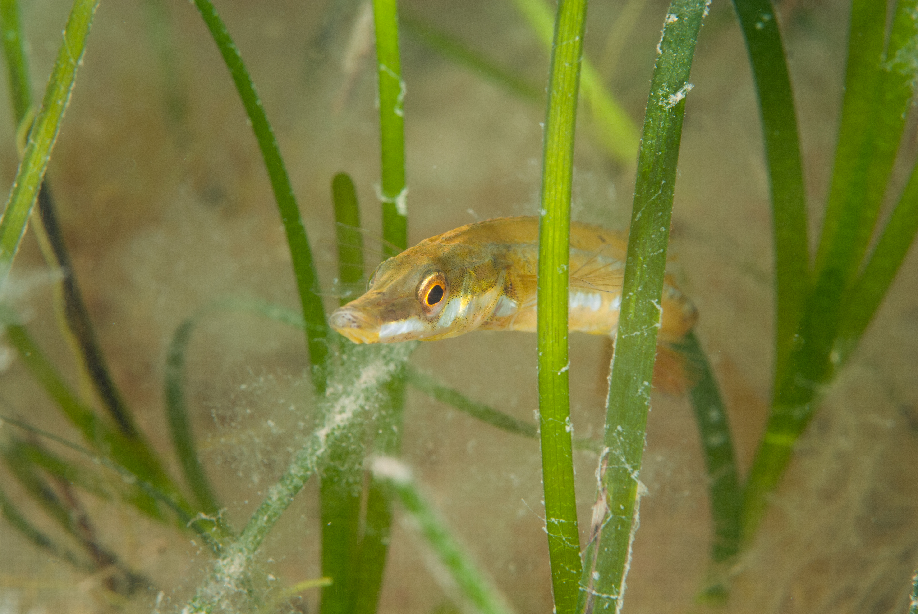 Seagrass - Marine Resources Council