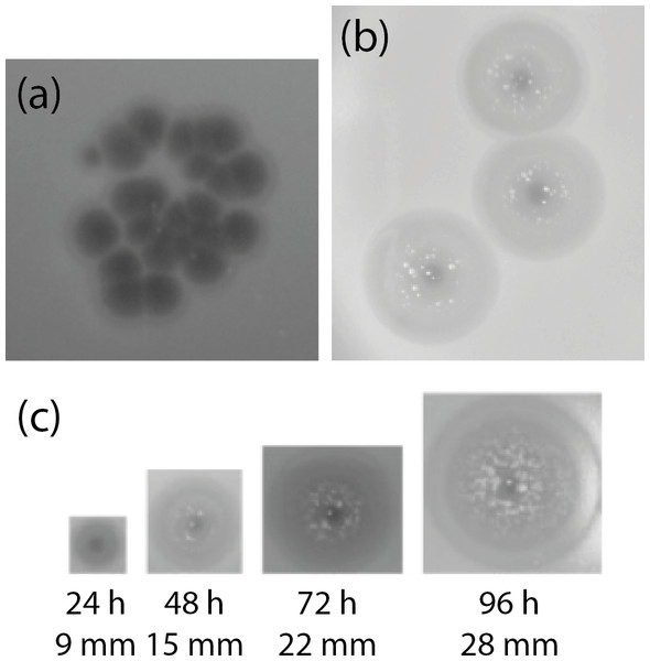 Appearance of plaques formed on K. pneumoniae subsp. pneumoniae L4-FAA5 by phage KLPN1.
