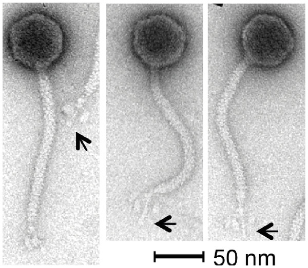Transmission electron micrographs of phage KLPN1.