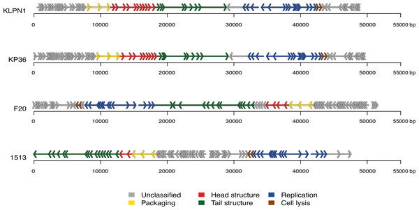 Genome structures of the four members of the genus “Kp36likevirus”.