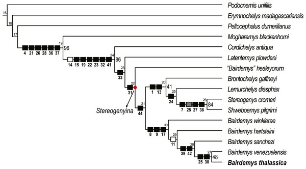 Phylogenetic relations of Stereogenyina based on the single most parsimonious tree obtained in the present study.