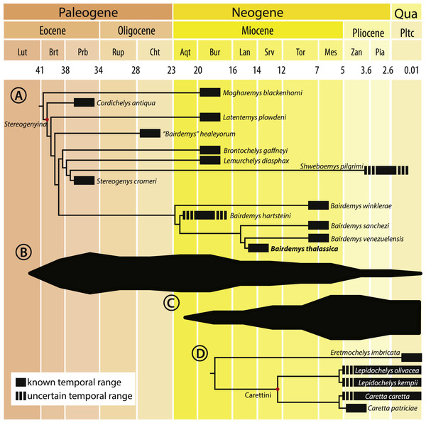 Cladogram calibrated on a time scale and species diversity plot.
