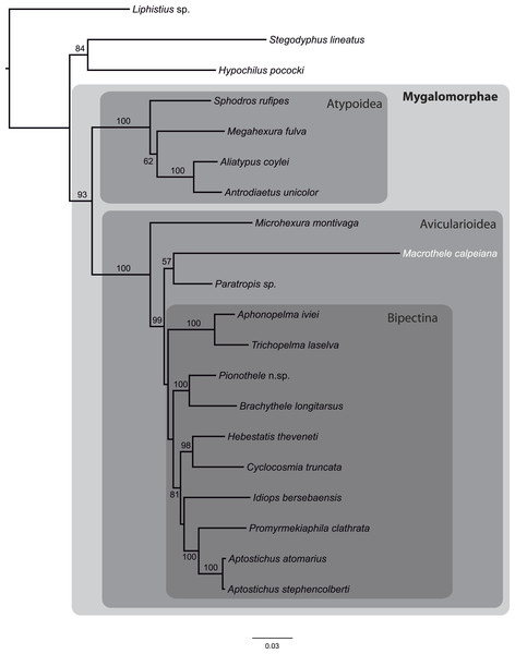 Phylogenetic relationships of major Mygalomorphae lineages sampled.