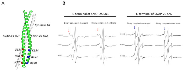 EPR spectra of the C-terminal of SNAP-25 SN1 and SN2 in t-SNAREs binary complex under room temperature.