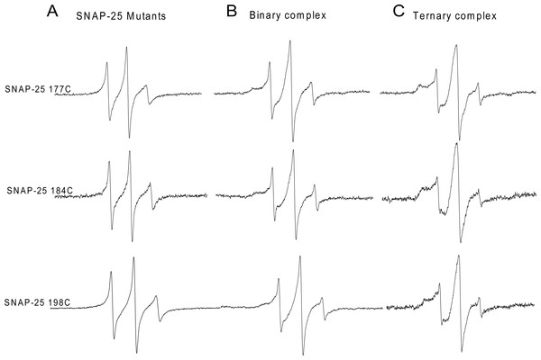 EPR spectra of the spin-labeled C-terminal of SNAP-25 SN2 in binary and ternary SNARE complexes.