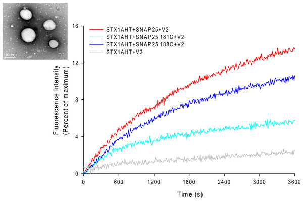 Lipid mixing assay for the nitroxide spin-labeled of SNAP-25 mutants.