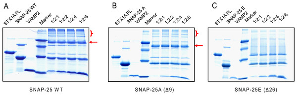 The SDS-resistant ability of the truncated SNARE complex.