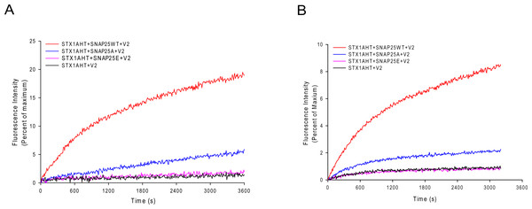 Lipid mixing assay for the truncated SNARE complex.