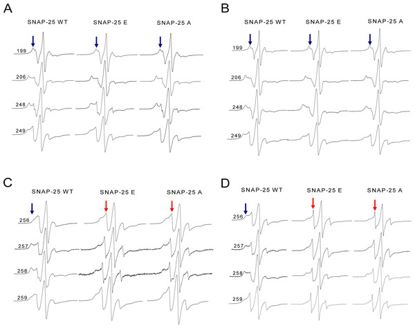 EPR spectra of the spin-labeled full-length syntaxin 1A mutants involved in the wild-type or truncated SNAP-25 and soluble VAMP2 ternary complex.