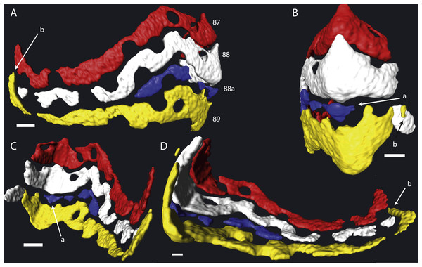 Detail of chambers 87–89 of specimen 06KW01_05 in four different perspectives.