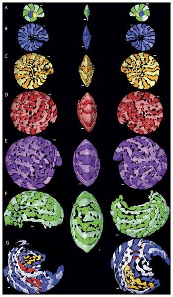 Chamber shape per whorl in specimen 06KW01_05.