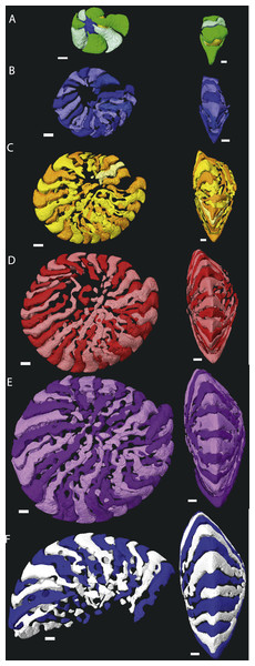 Chamber shape per whorl in specimen 06KW01_19.