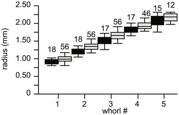 Average diameter of the whorls in 74 specimens of Nummulites djokdjokartae.