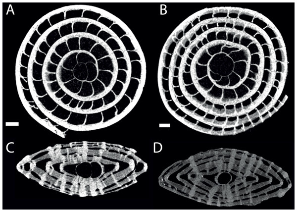 Virtual equatorial (A, B) and axial (C, D) sections of specimen 06KW01_02 (type A1; A, C) and 06KW0110 (type A2; B, D).