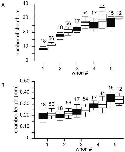 Biometrics of 74 specimens of N. djokdjokartae.