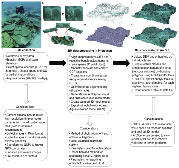 Primary steps of the SfM workflow for three-dimensional reconstruction of the benthic substrate.