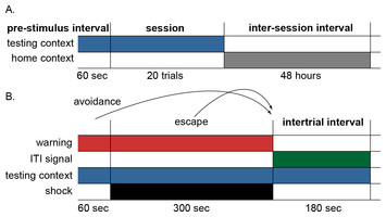 Using signals associated with safety in avoidance learning: computational model of sex ...