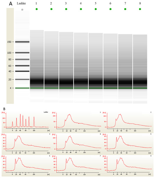 (A) Gel electrophoresis analysis of small RNA fractions on an Agilent small RNA chip. (B) Fluorescence intensity of small RNA fractions at various sizes (nt).