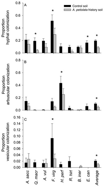 The effect of soil history with A. petiolata on the colonization of roots by arbuscular mycorrhizal (AM) hyphae (A) AM arbuscules (B), and vesicles (C).