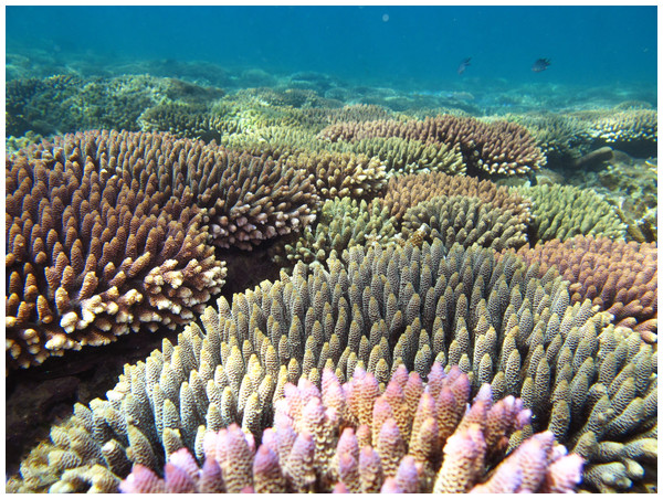 Image showing a typical shallow water reef in the Keppel Island archipelago, dominated by Acropora millepora.